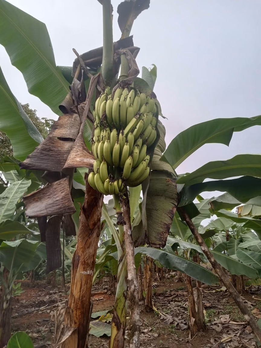 Chácara de 3 ha em Antonina, PR