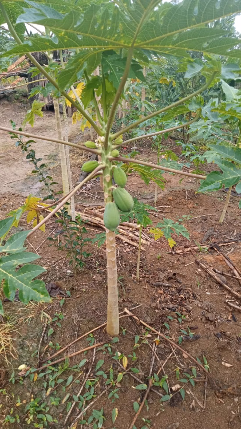 Chácara de 3 ha em Antonina, PR