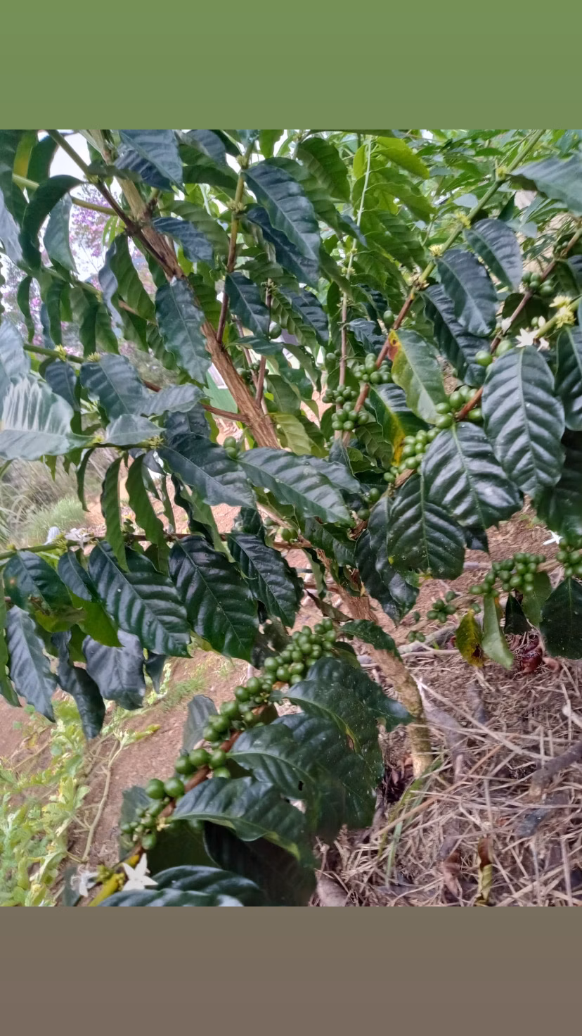 Chácara de 3 ha em Antonina, PR