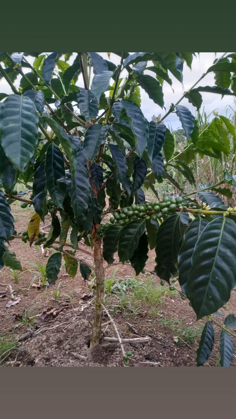 Chácara de 3 ha em Antonina, PR