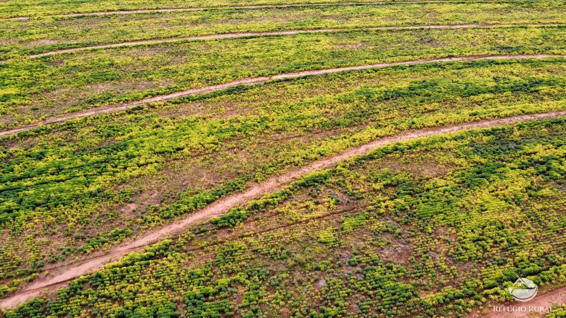 Fazenda de 1.000 ha em Paraíso das Águas, MS