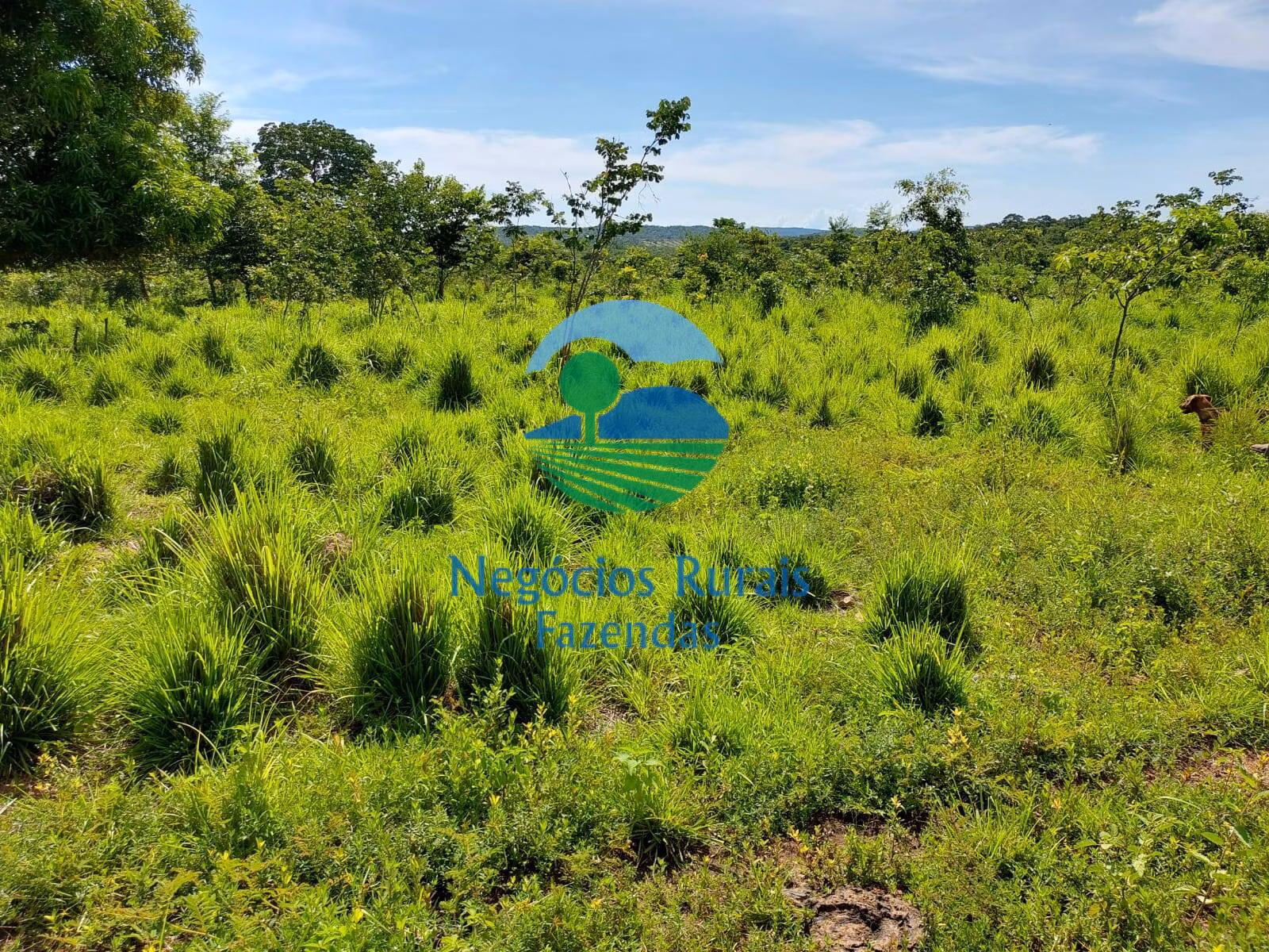 Farm of 1.577 acres in Paranã, TO, Brazil