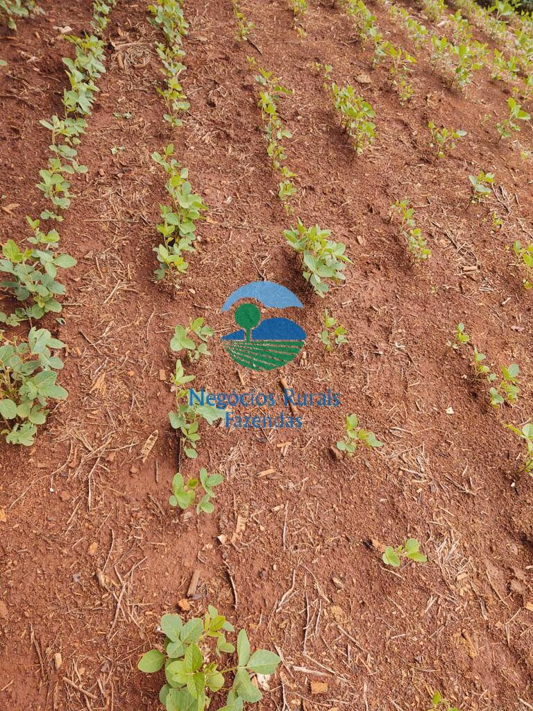 Small farm of 168 acres in Formiga, MG, Brazil