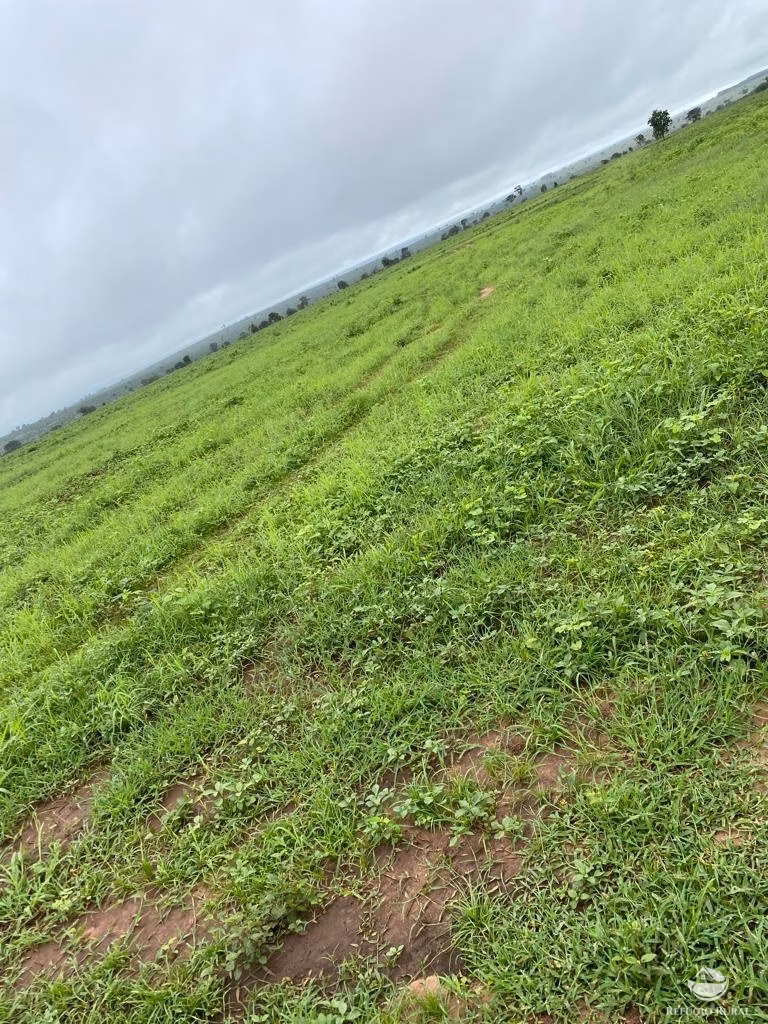 Fazenda de 4.660 ha em Primavera do Leste, MT
