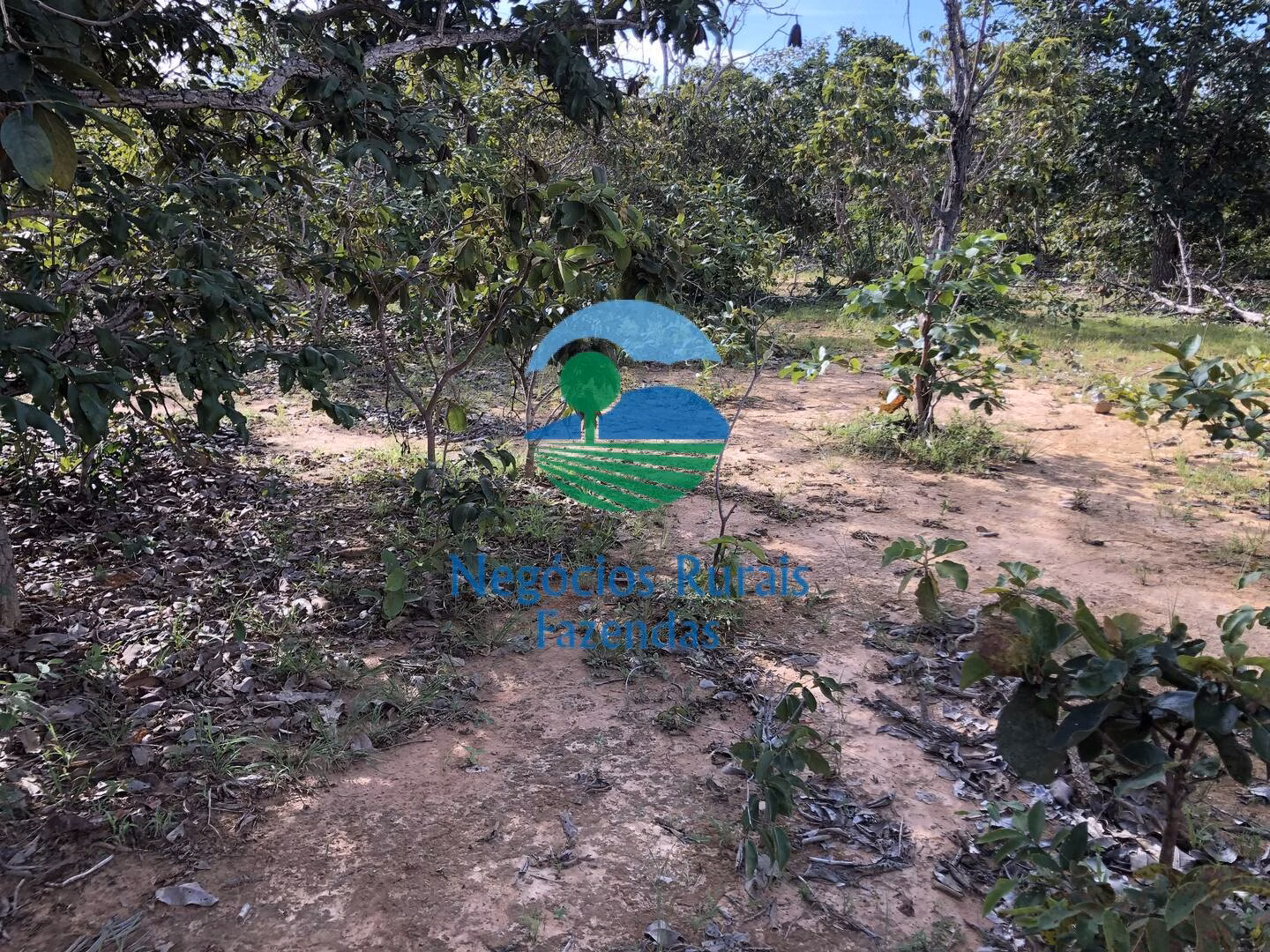 Fazenda de 484 ha em Uruaçu, GO