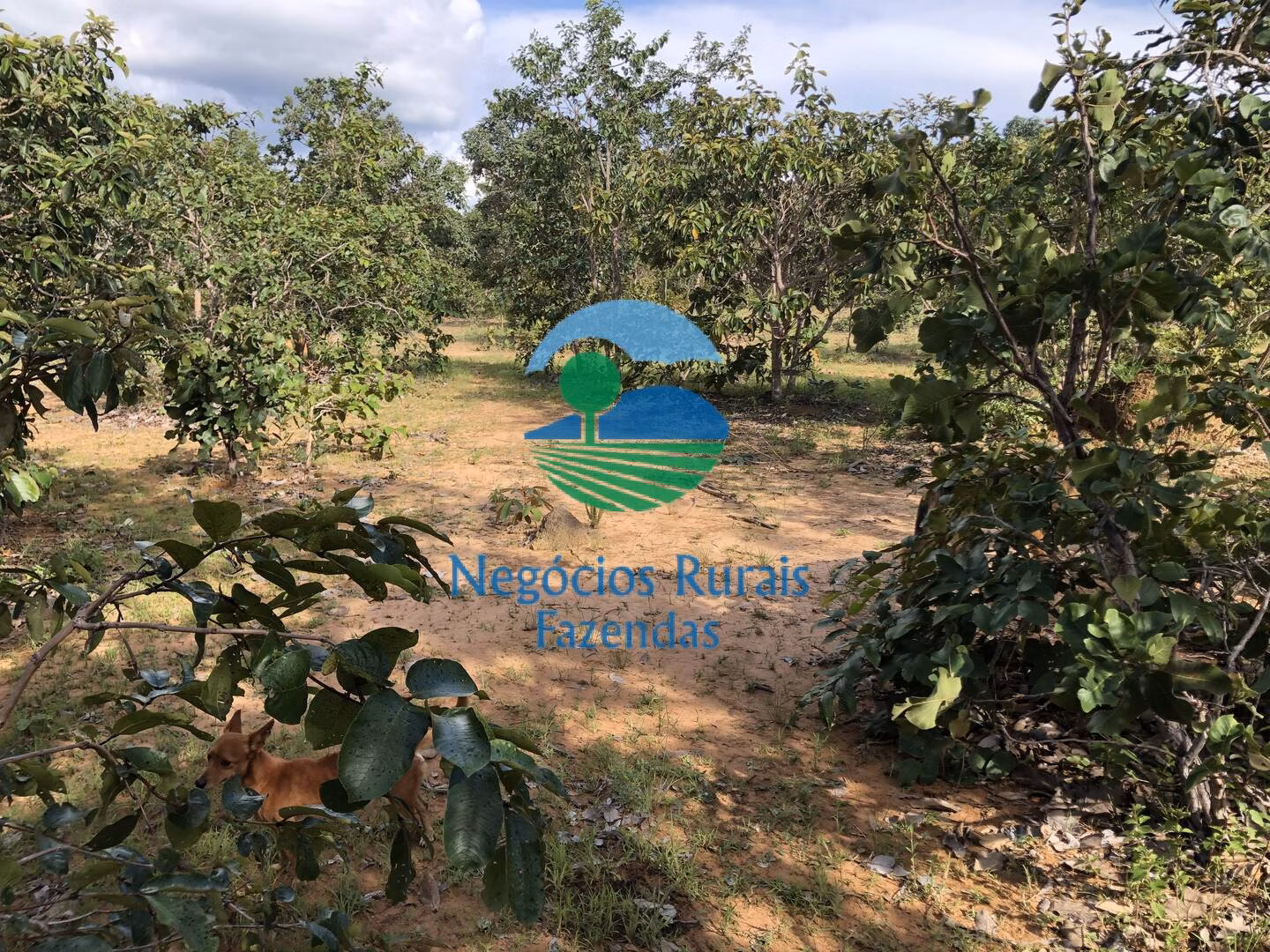 Fazenda de 484 ha em Uruaçu, GO