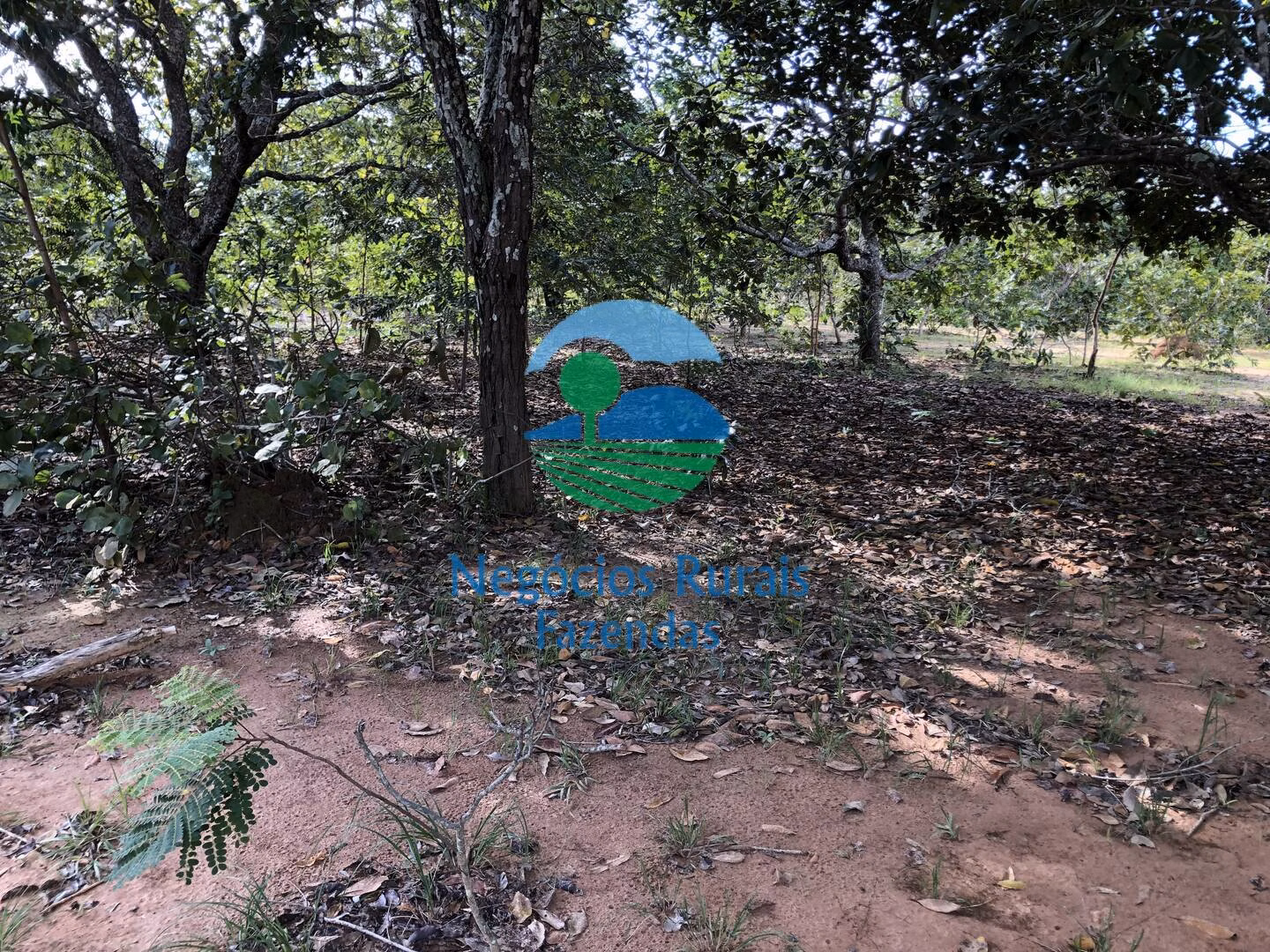 Fazenda de 484 ha em Uruaçu, GO