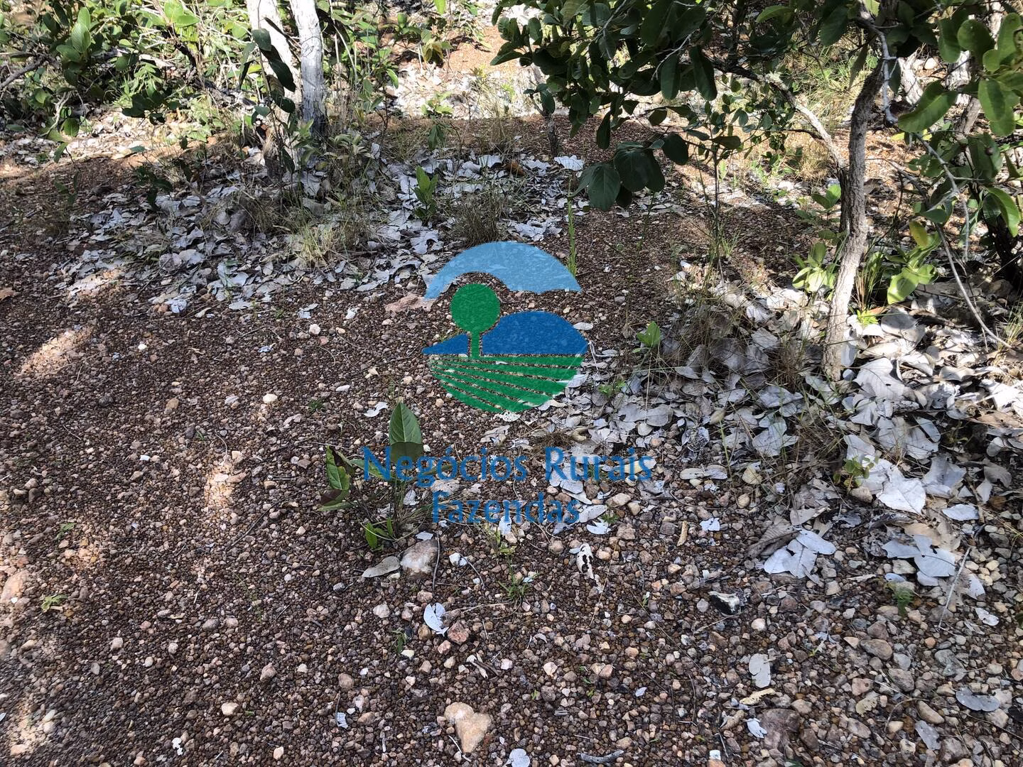 Fazenda de 484 ha em Uruaçu, GO