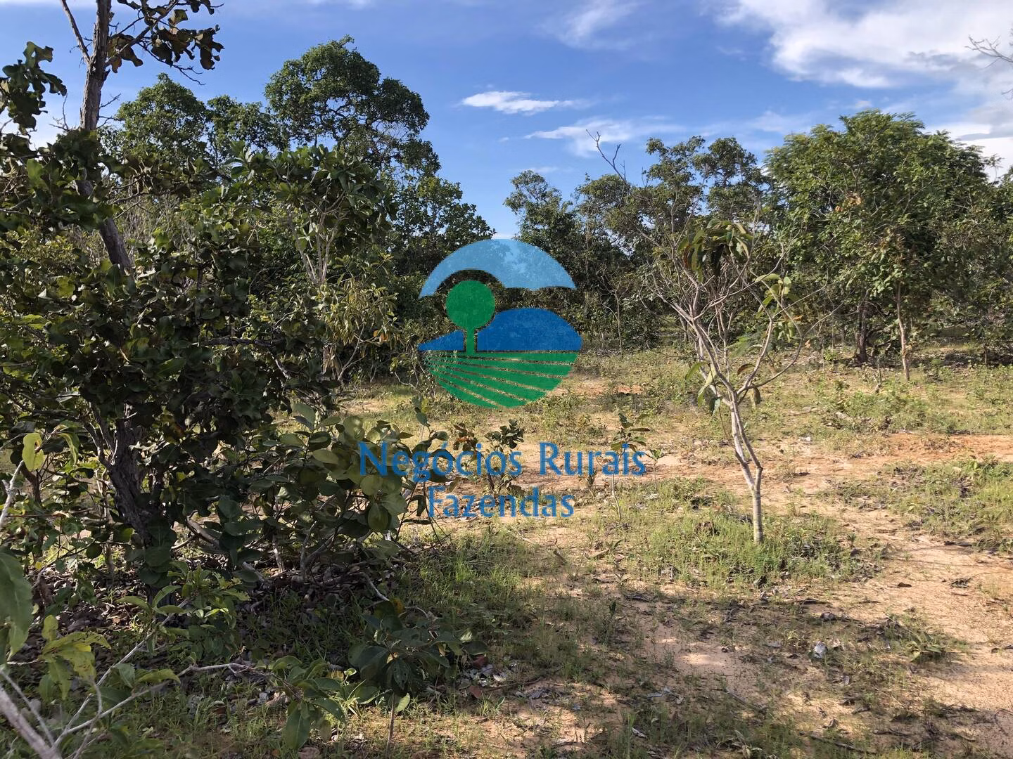 Fazenda de 484 ha em Uruaçu, GO