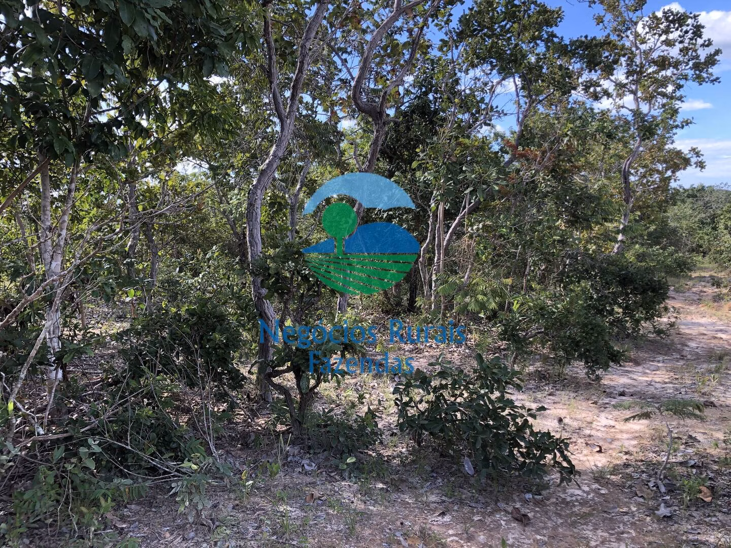 Fazenda de 484 ha em Uruaçu, GO