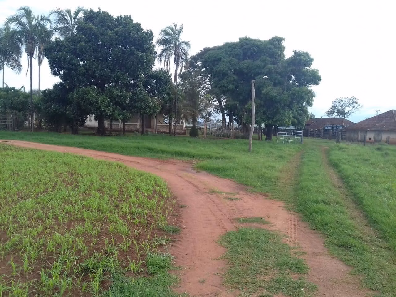 Fazenda de 340 ha em Martinópolis, SP