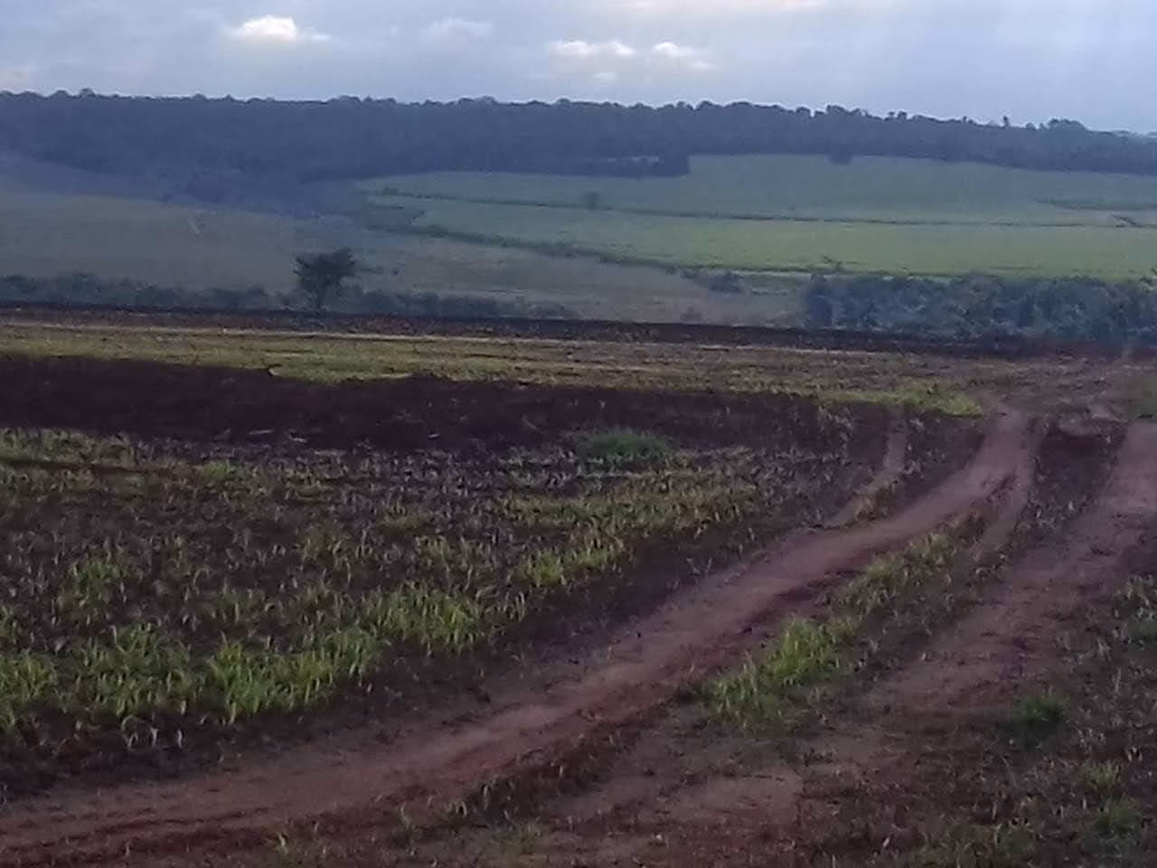 Fazenda de 340 ha em Martinópolis, SP