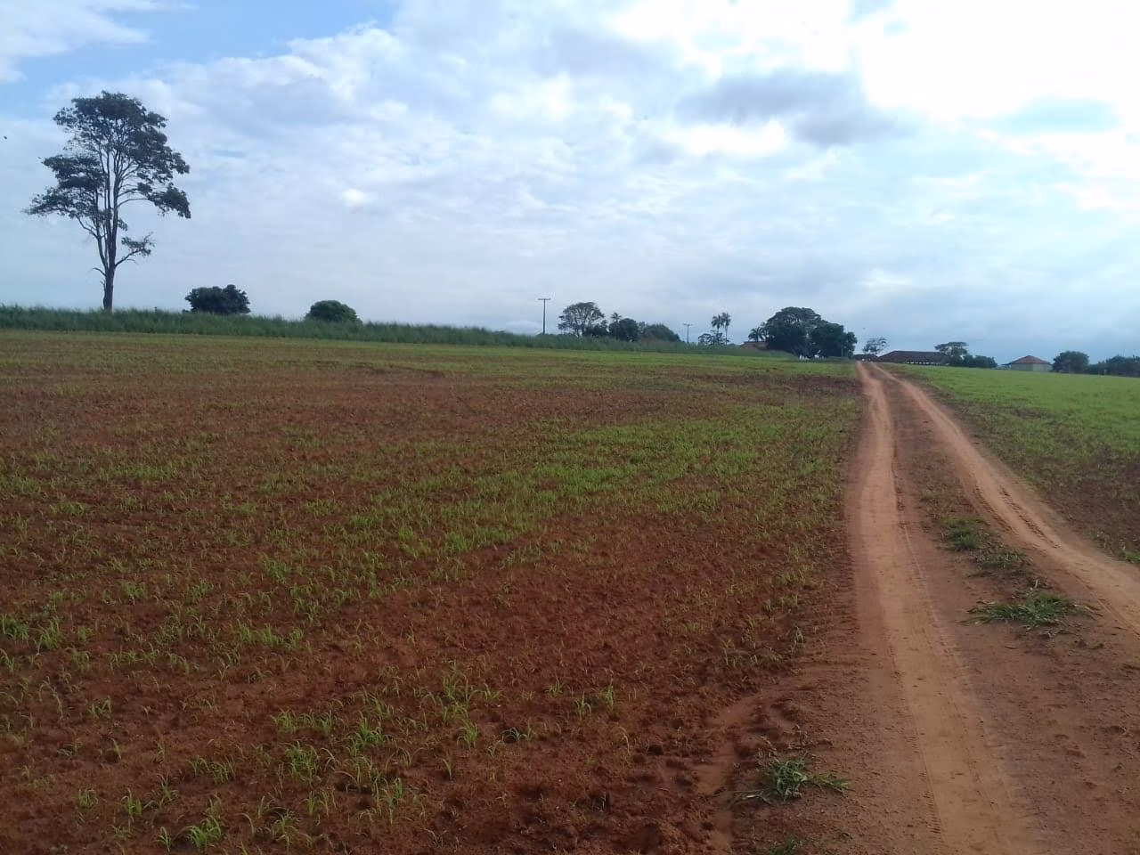 Fazenda de 340 ha em Martinópolis, SP