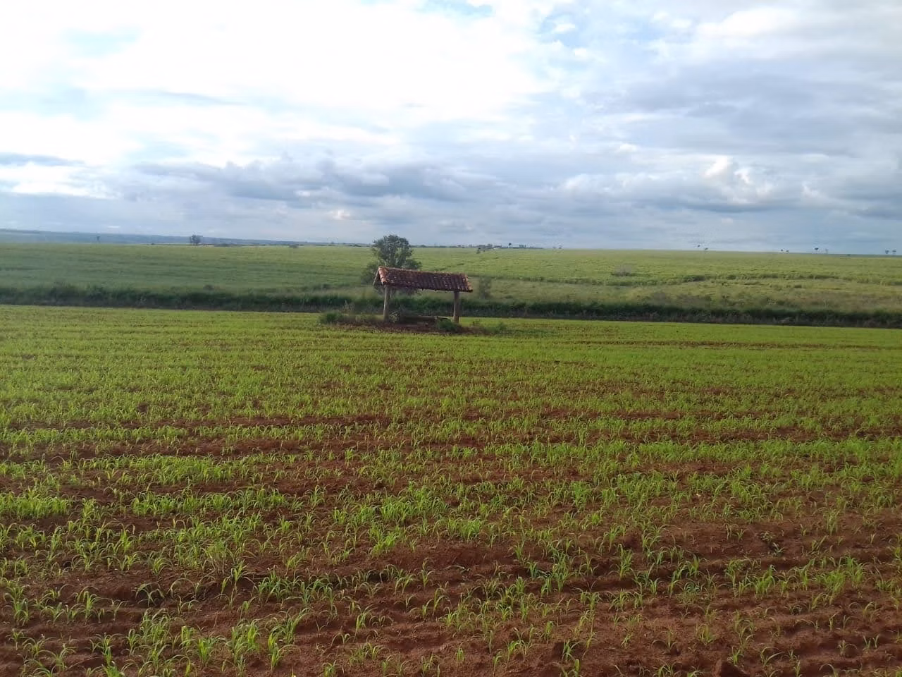 Fazenda de 340 ha em Martinópolis, SP
