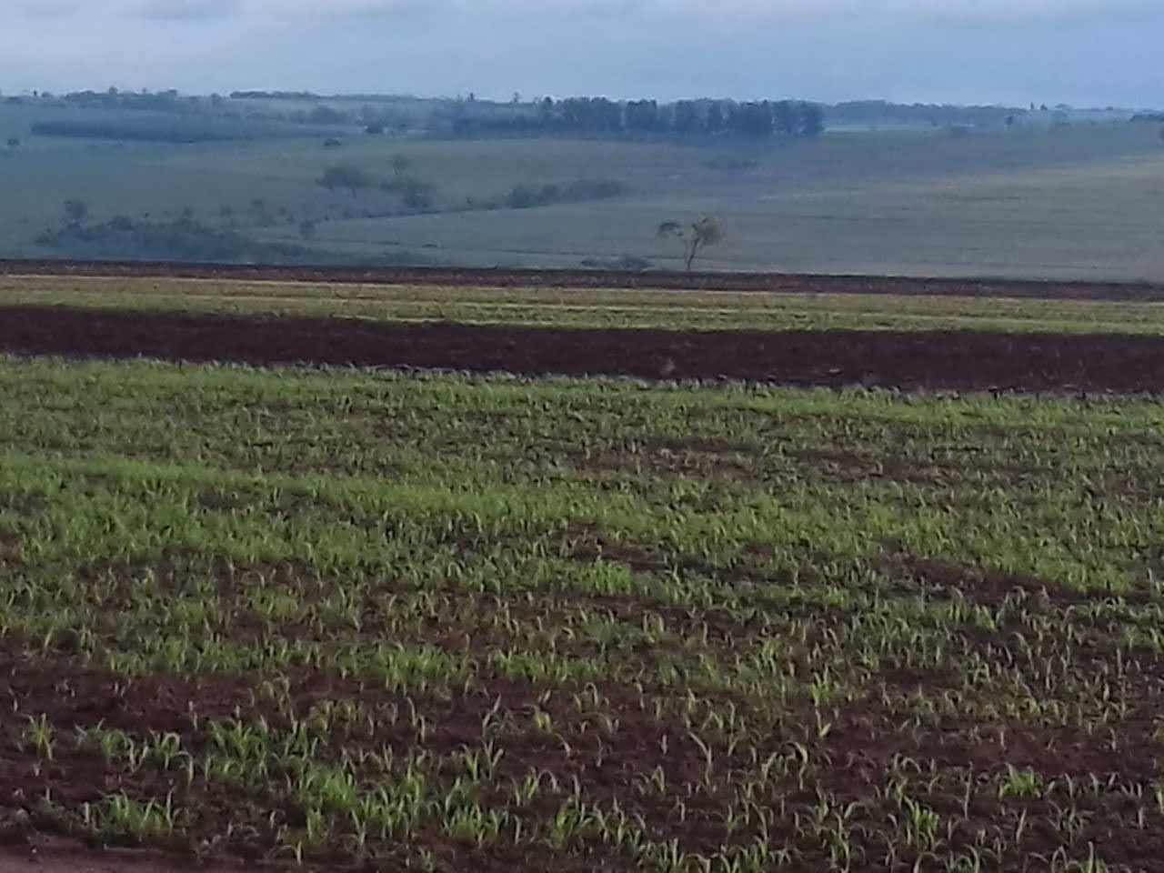 Fazenda de 340 ha em Martinópolis, SP