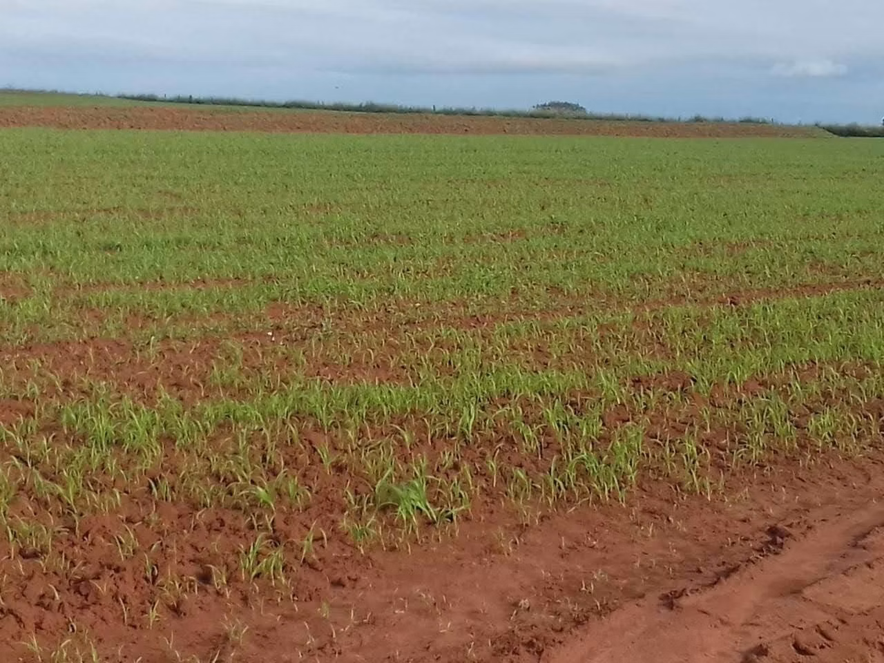 Fazenda de 340 ha em Martinópolis, SP