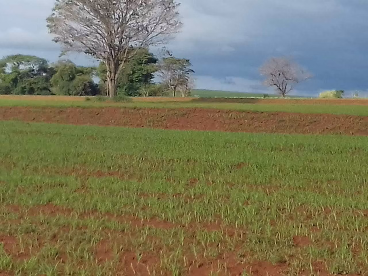 Fazenda de 340 ha em Martinópolis, SP
