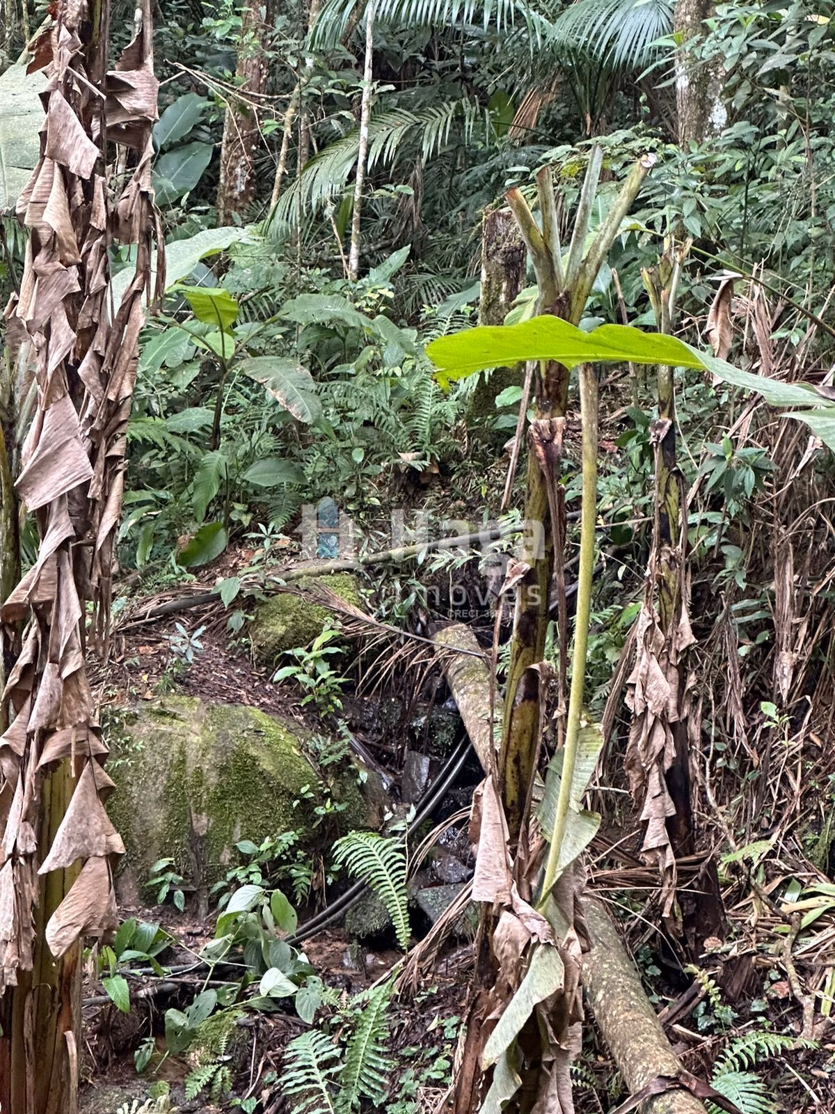 Chácara de 19 ha em Canelinha, SC