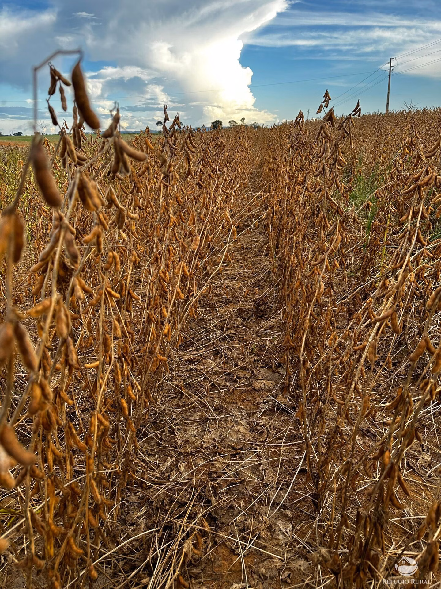 Fazenda de 4.384 ha em Novo Progresso, PA