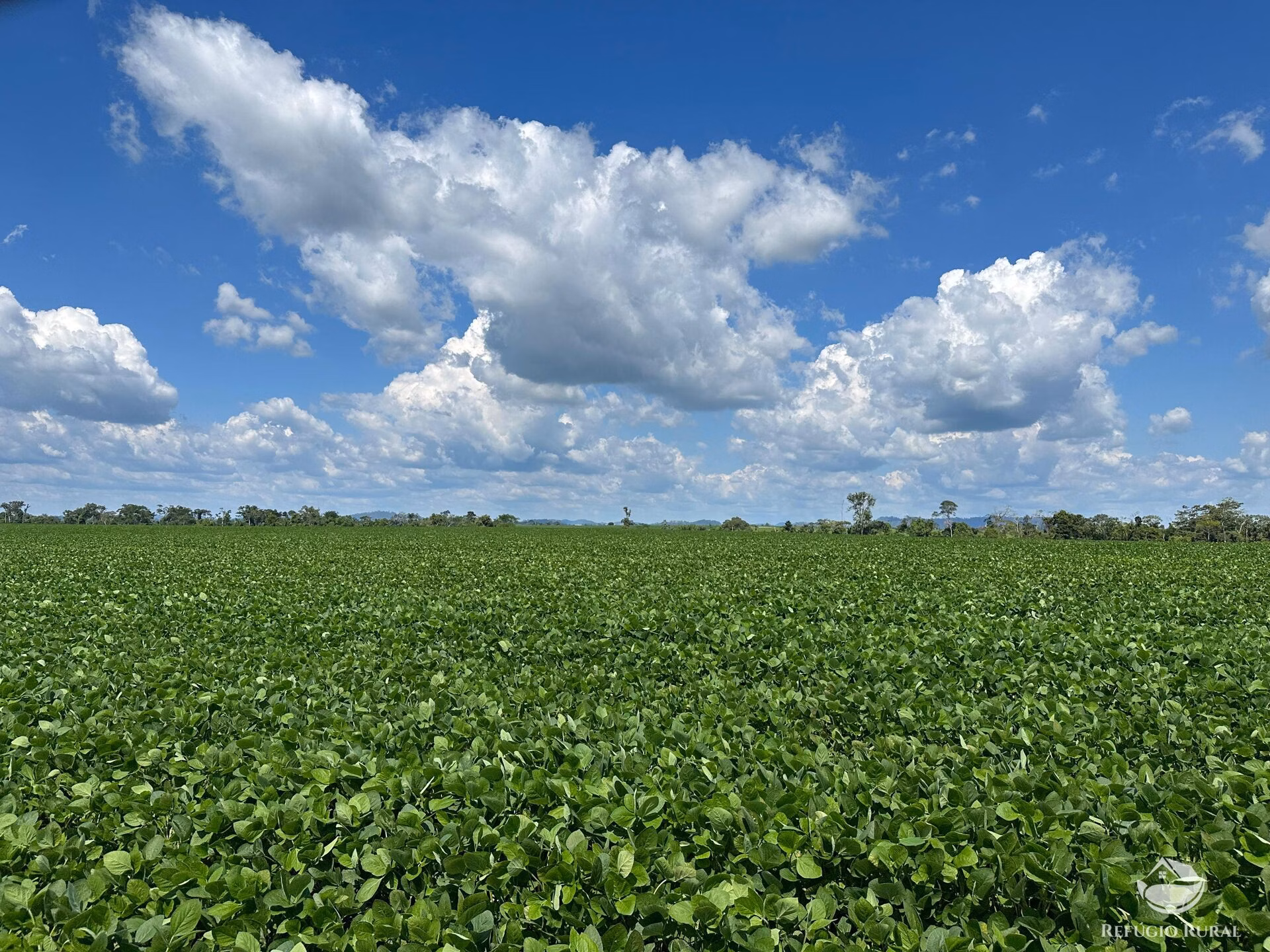 Fazenda de 4.384 ha em Novo Progresso, PA