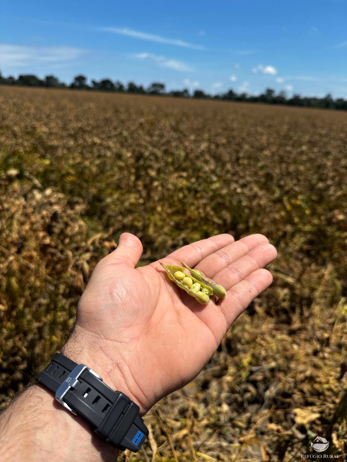 Fazenda de 4.384 ha em Novo Progresso, PA