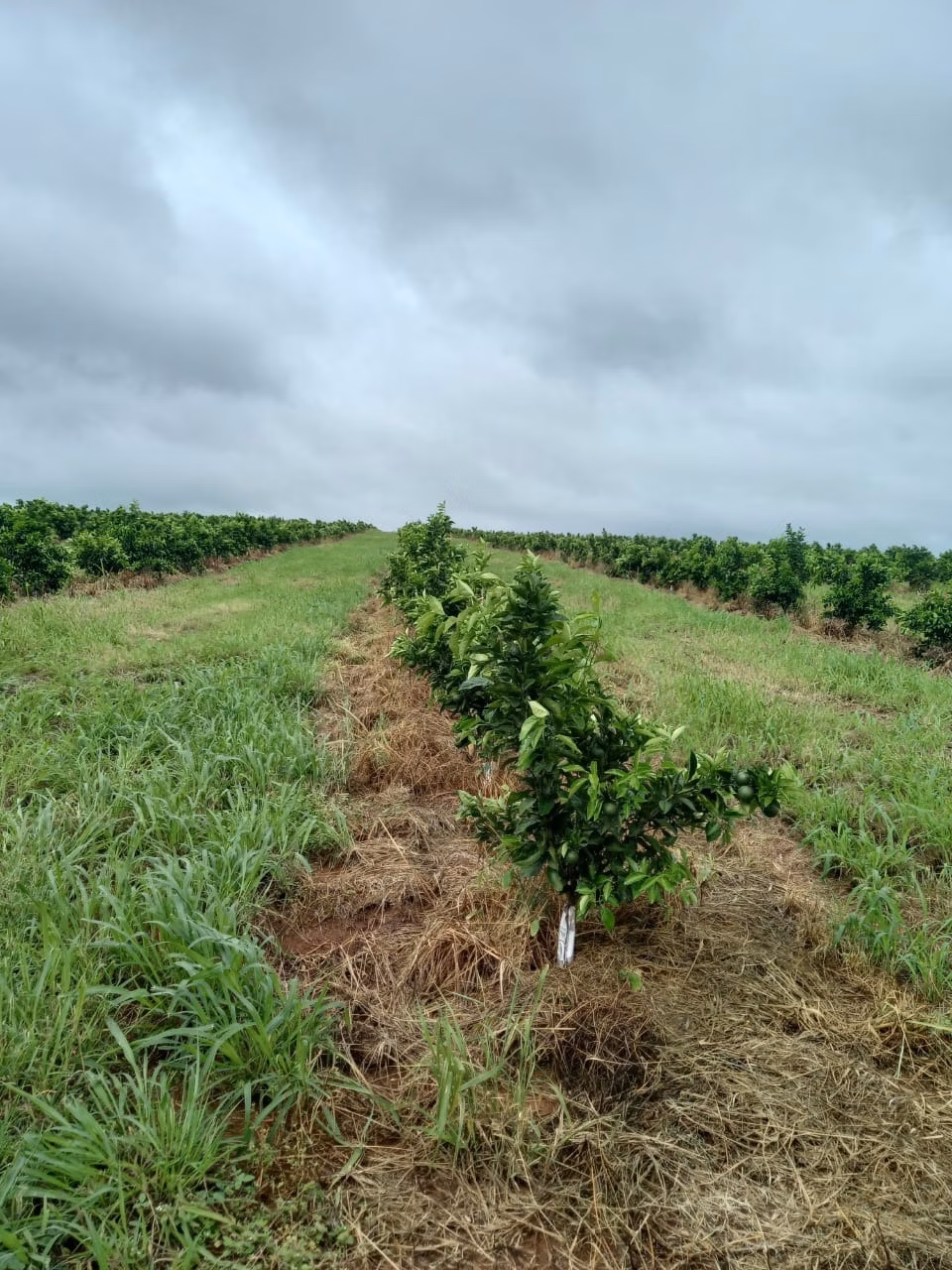 Fazenda de 438 ha em Araraquara, SP