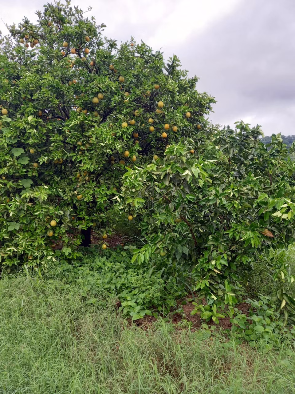 Fazenda de 438 ha em Araraquara, SP