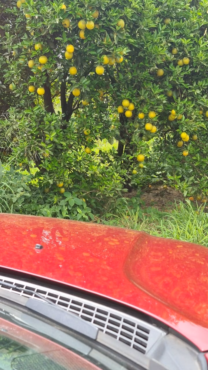 Fazenda de 438 ha em Araraquara, SP
