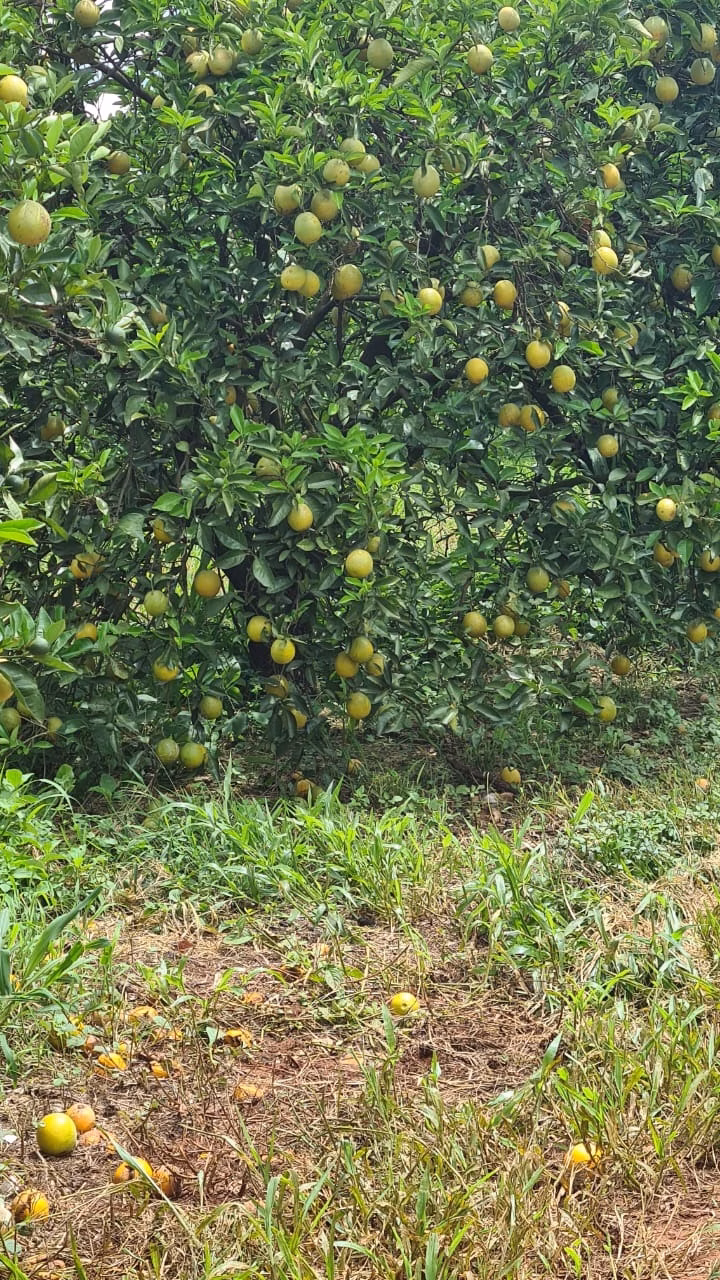 Fazenda de 438 ha em Araraquara, SP