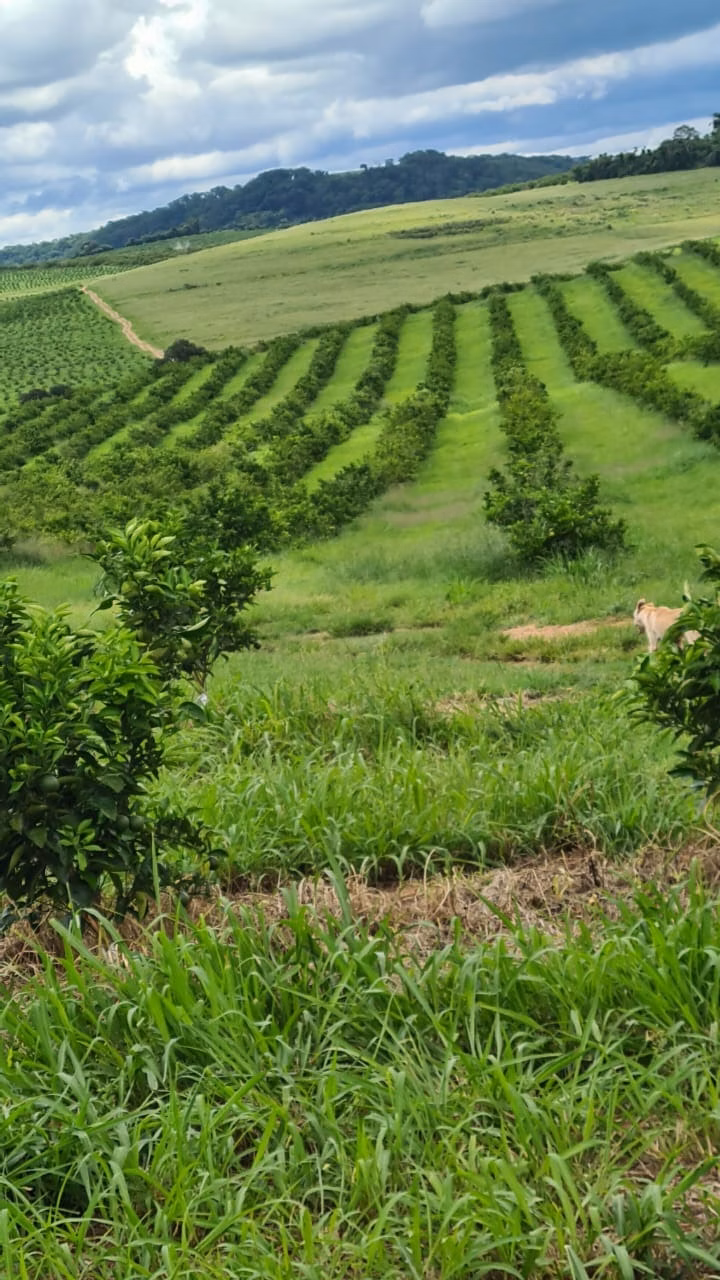 Fazenda de 438 ha em Araraquara, SP