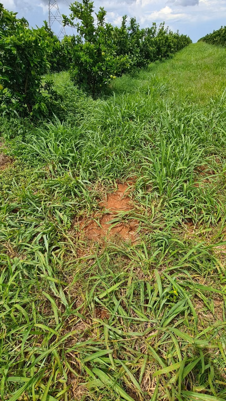 Fazenda de 438 ha em Araraquara, SP