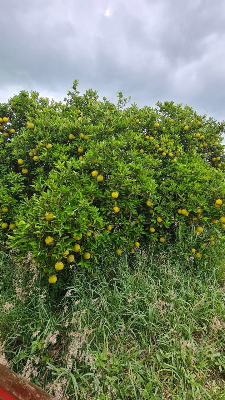 Fazenda de 438 ha em Araraquara, SP