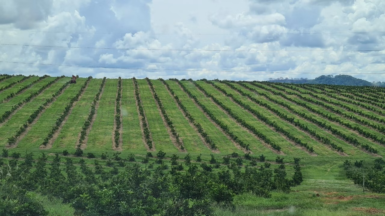 Fazenda de 438 ha em Araraquara, SP