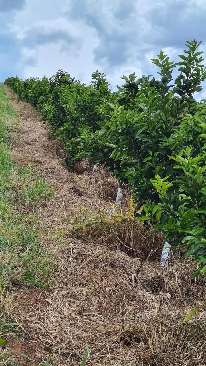 Fazenda de 438 ha em Araraquara, SP