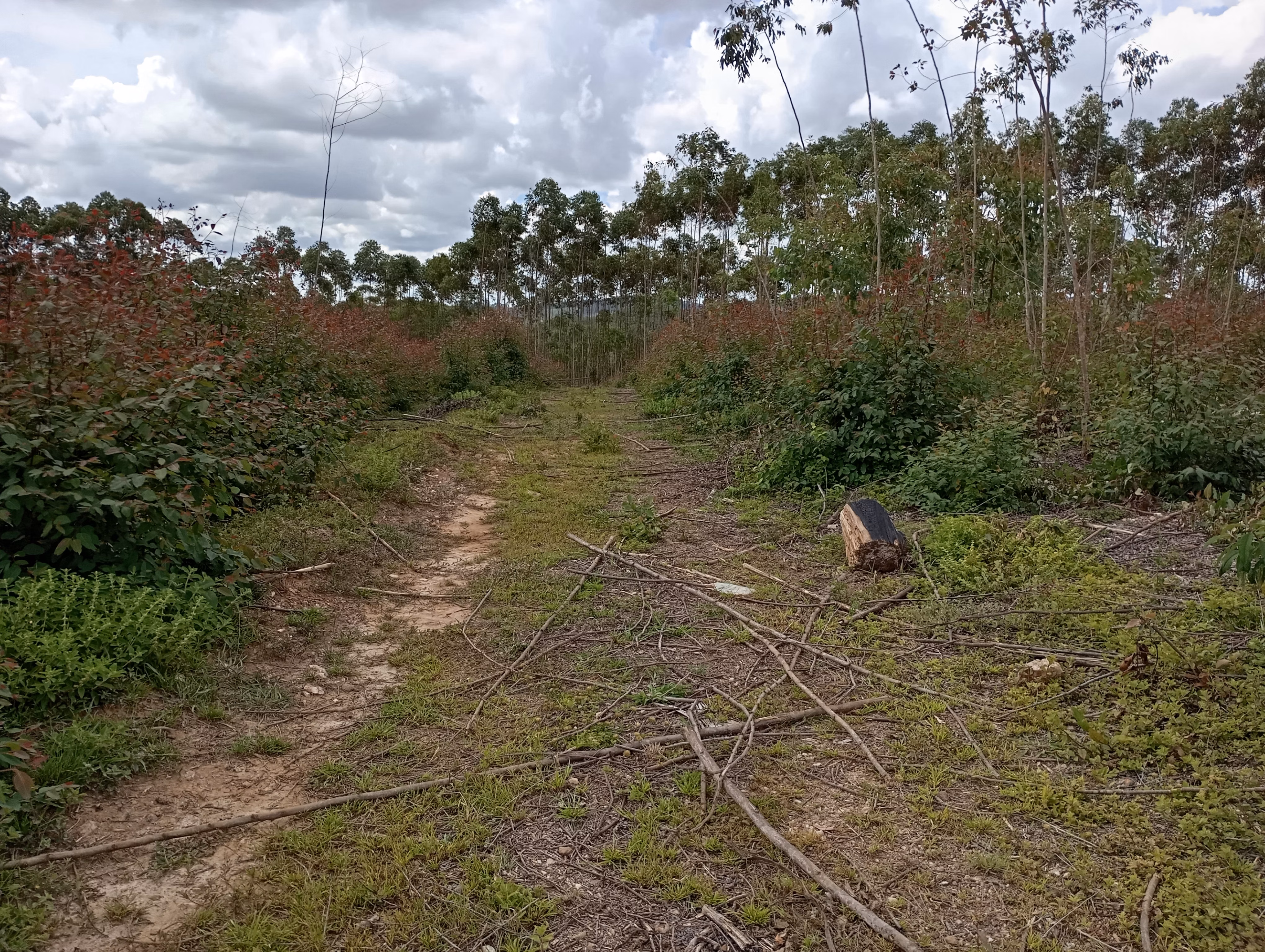Farm of 395 acres in São João del Rei, MG, Brazil