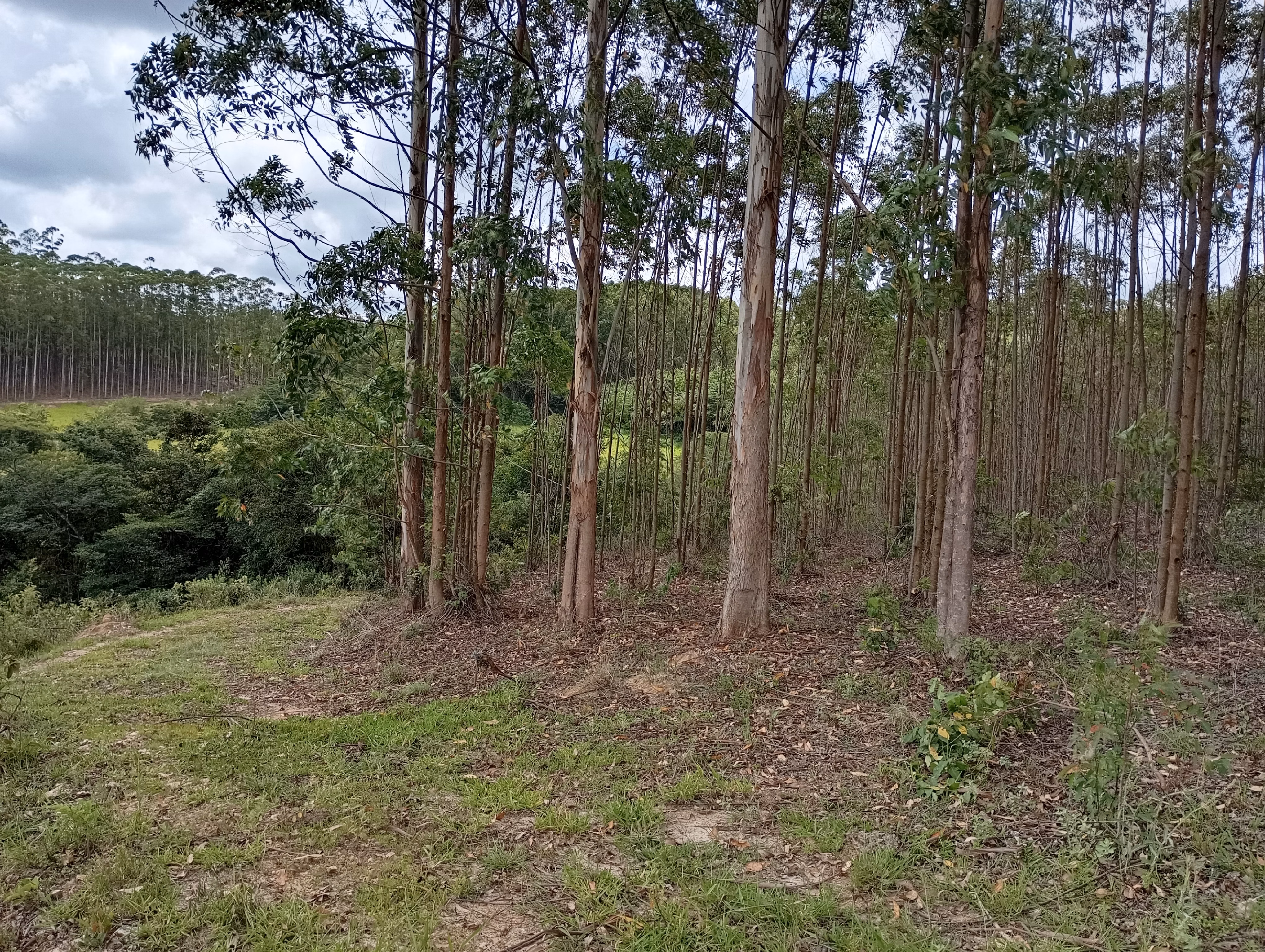 Farm of 395 acres in São João del Rei, MG, Brazil