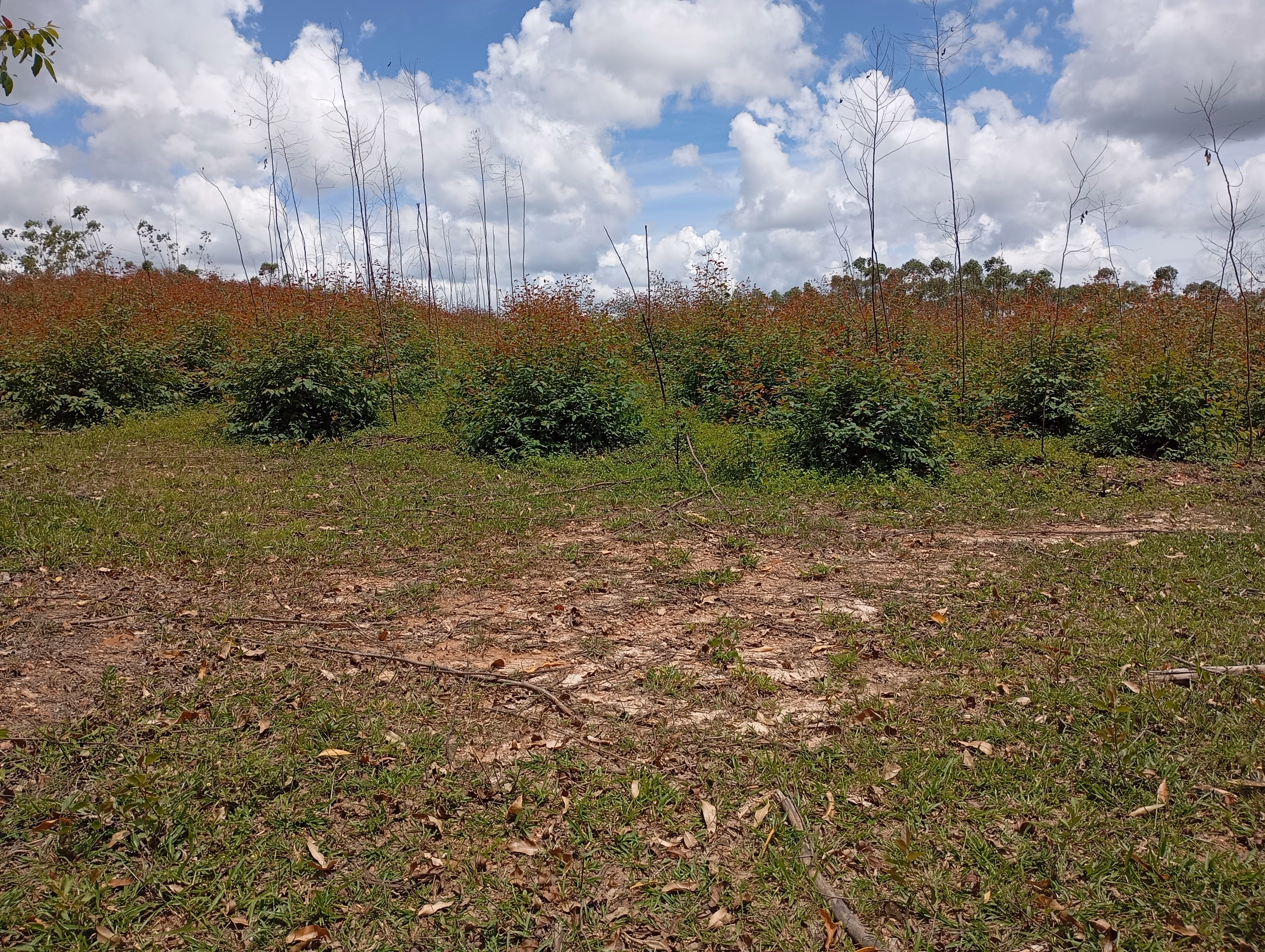 Farm of 395 acres in São João del Rei, MG, Brazil