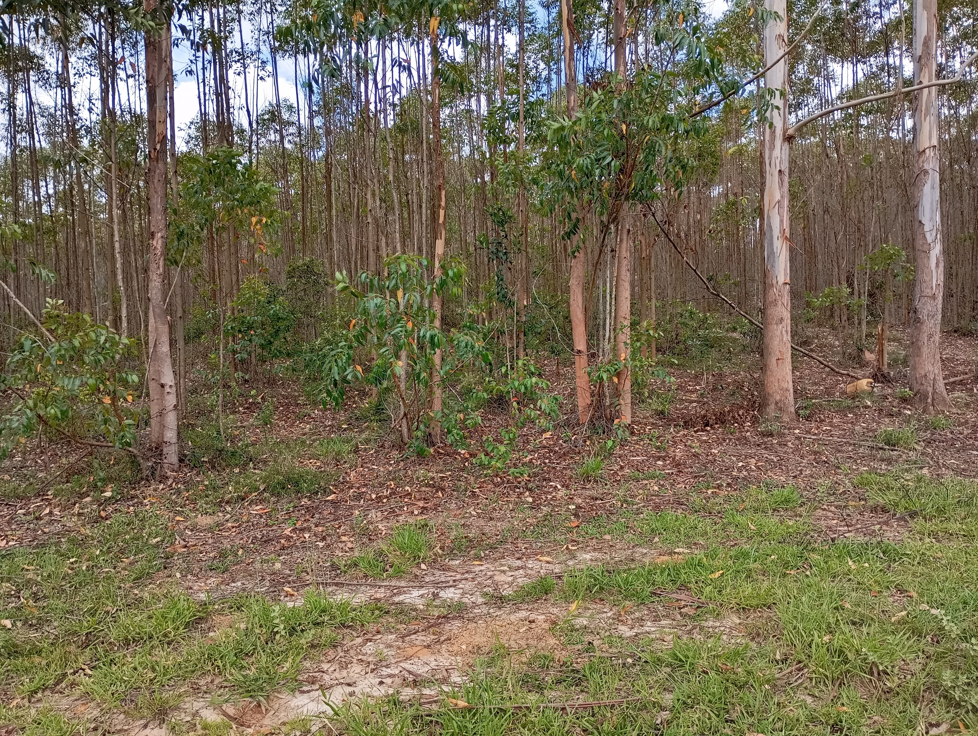 Farm of 395 acres in São João del Rei, MG, Brazil