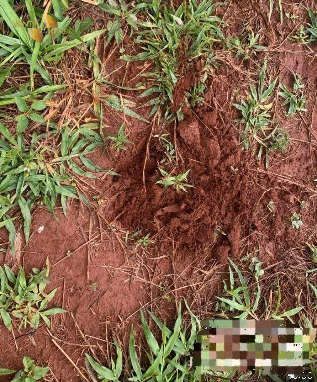 Fazenda de 1.300 ha em Primavera do Leste, MT
