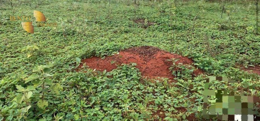 Fazenda de 1.300 ha em Primavera do Leste, MT