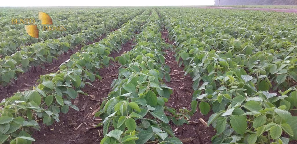 Fazenda de 3.300 ha em Nova Mutum, MT