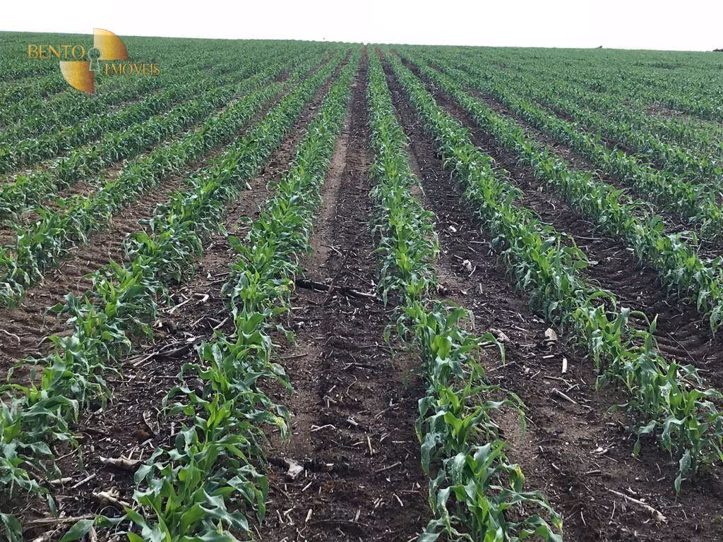 Fazenda de 3.300 ha em Nova Mutum, MT