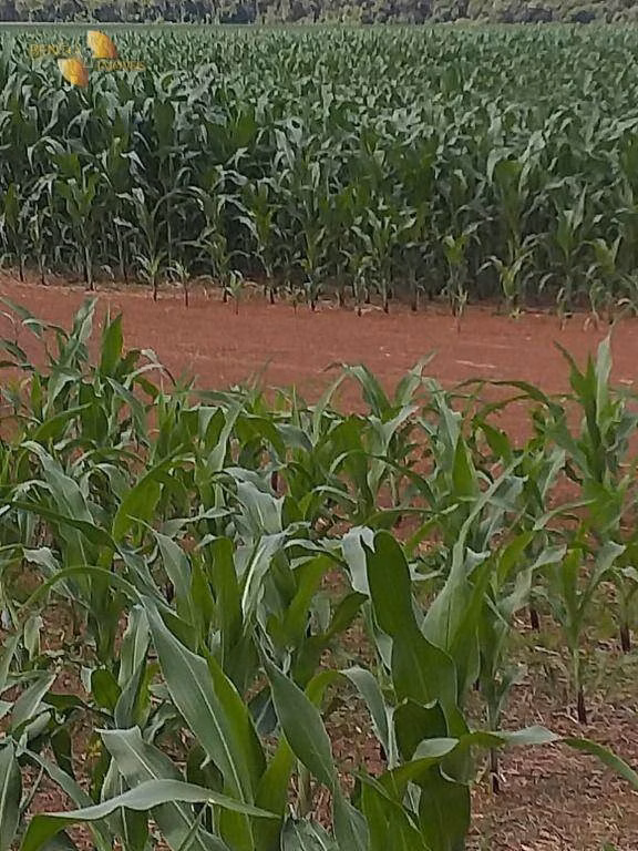 Fazenda de 7.817 ha em Paranatinga, MT