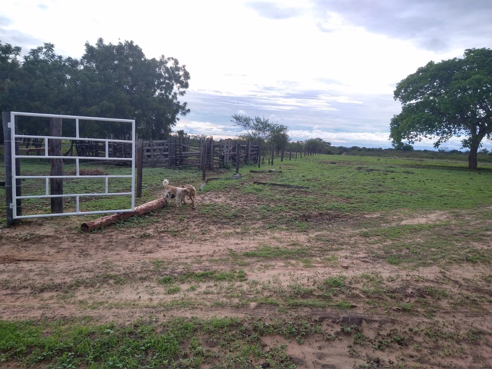 Fazenda de 1.550 ha em Ibotirama, BA