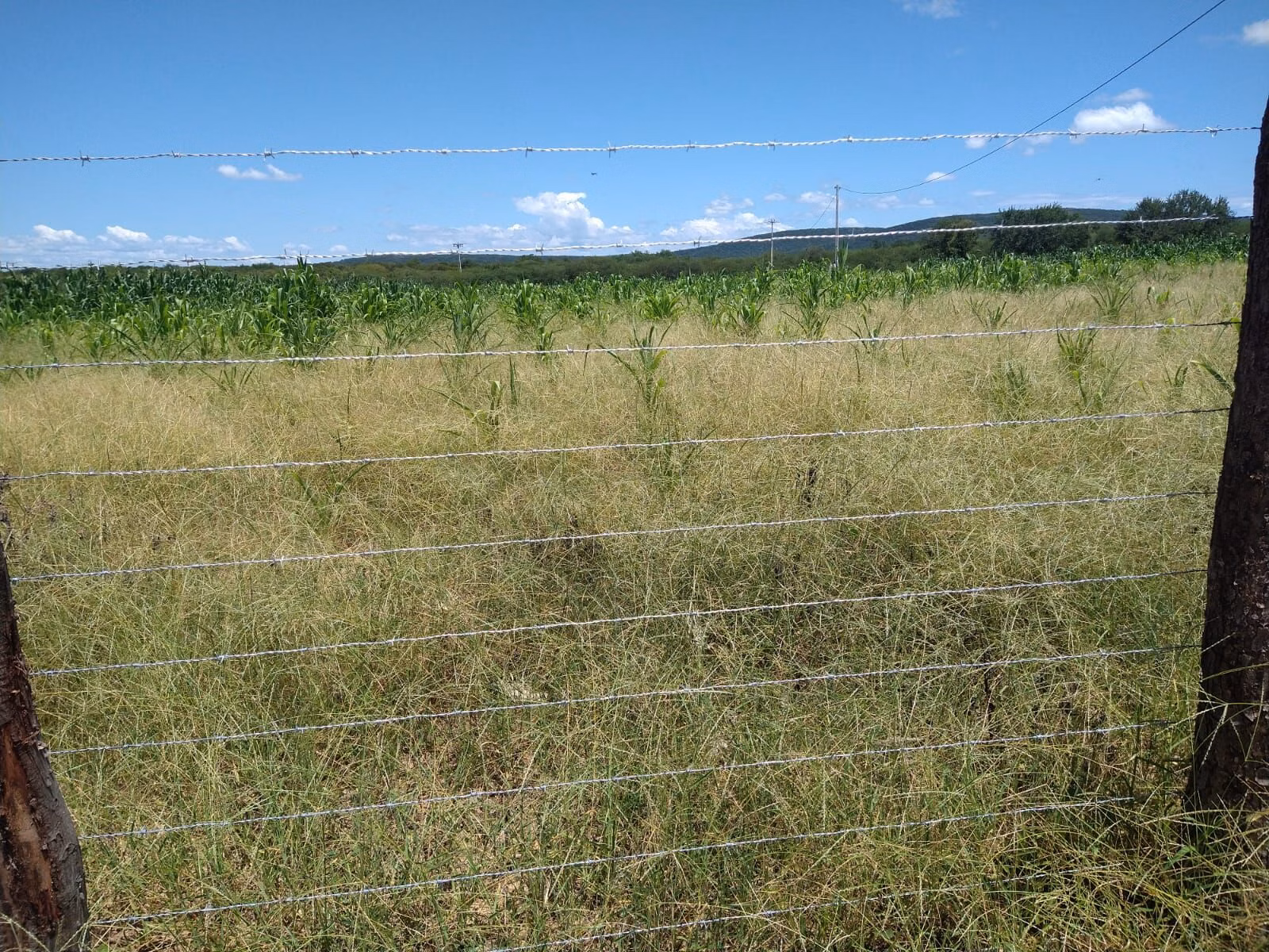 Fazenda de 1.550 ha em Ibotirama, BA