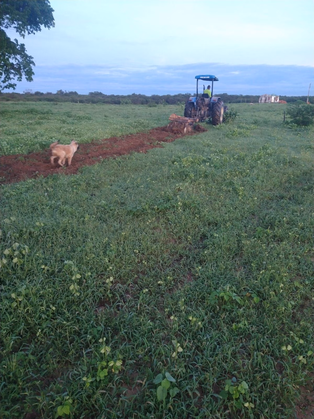 Fazenda de 1.550 ha em Ibotirama, BA