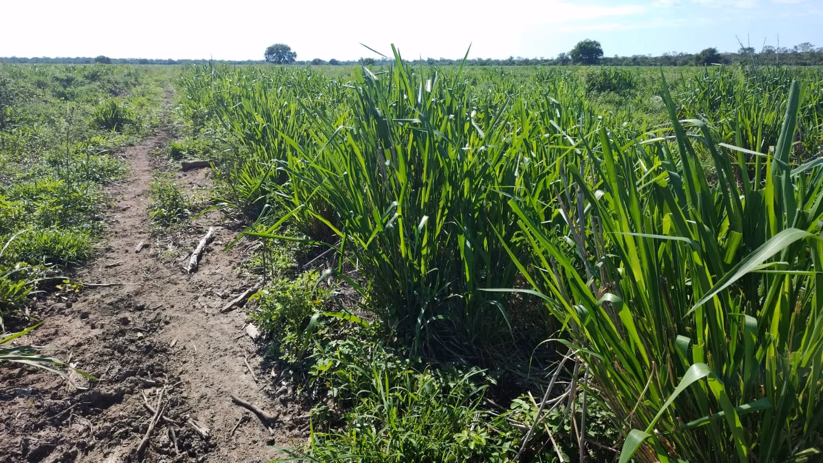 Fazenda à venda de 7.000 ha em Bahía Negra, Paraguai