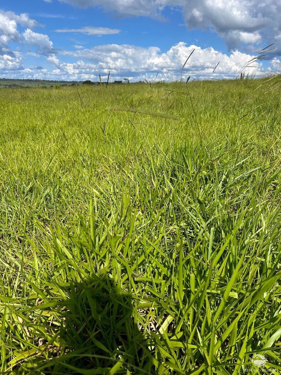 Farm of 13,250 acres in Tabaporã, MT, Brazil