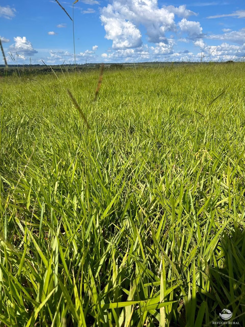 Fazenda de 5.362 ha em Tabaporã, MT