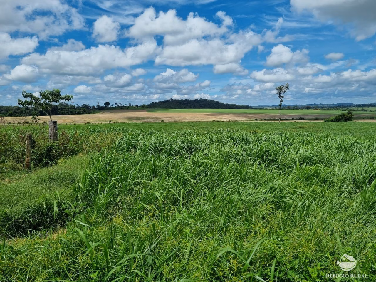 Farm of 13,250 acres in Tabaporã, MT, Brazil